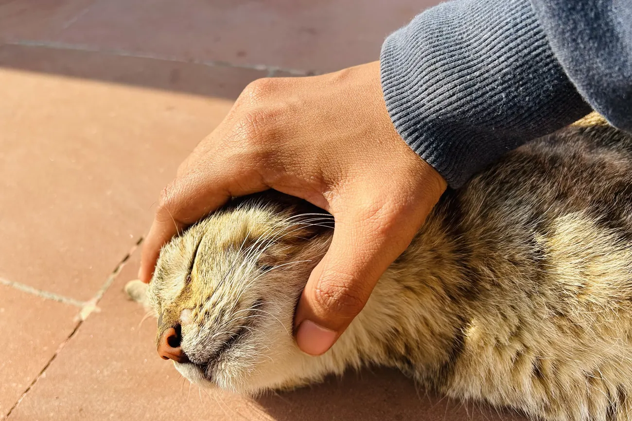 Kitty, photograph by Muskan Kapoor