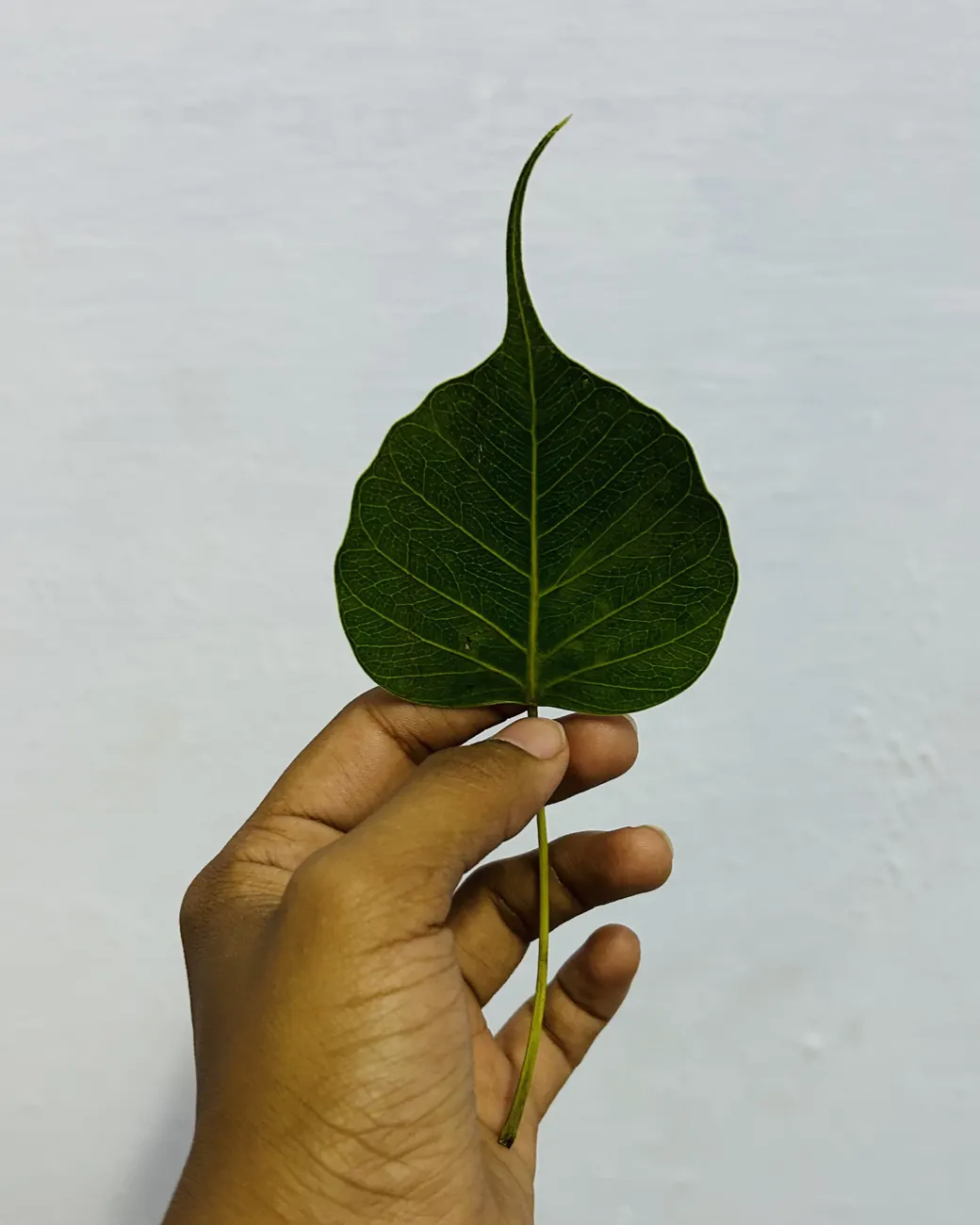The colour green, photograph by Muskan Kapoor