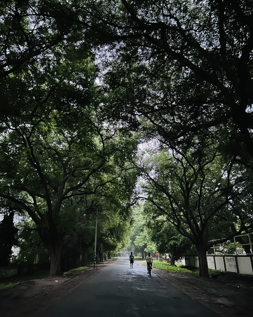 Trees, photograph by Muskan Kapoor